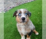 Small #1 Australian Shepherd