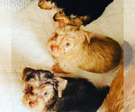 Small Photo #19 Yorkshire Terrier Puppy For Sale in LA SIERRA, CA, USA