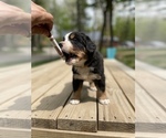 Small Photo #5 Bernese Mountain Dog Puppy For Sale in HARRISON, MI, USA