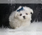 Small Photo #6 Maltese Puppy For Sale in WARSAW, IN, USA