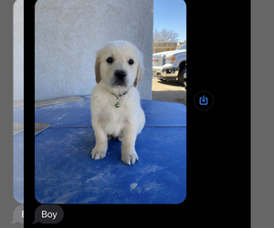 Golden Retriever Puppy for sale in ARTESIA, NM, USA
