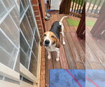 Small Photo #4 Mutt Puppy For Sale in Thomasville, NC, USA