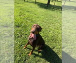 Small #4 Doberman Pinscher