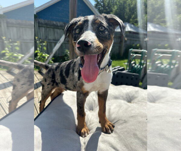 Medium Photo #1 Catahoula Leopard Dog Puppy For Sale in Germantown, OH, USA
