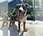 Small Catahoula Leopard Dog