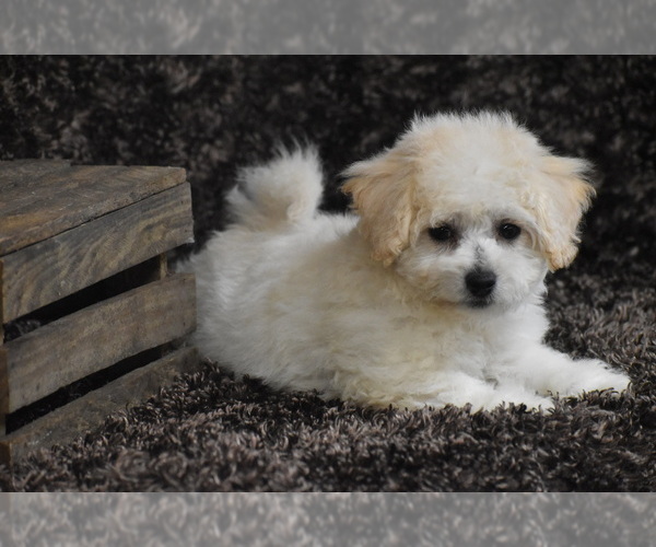 Medium Photo #4 Bichpoo Puppy For Sale in ELDORADO, OH, USA