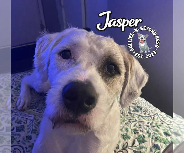 Medium Photo #16 Bernese Mountain Dog-Unknown Mix Puppy For Sale in Omaha, NE, USA