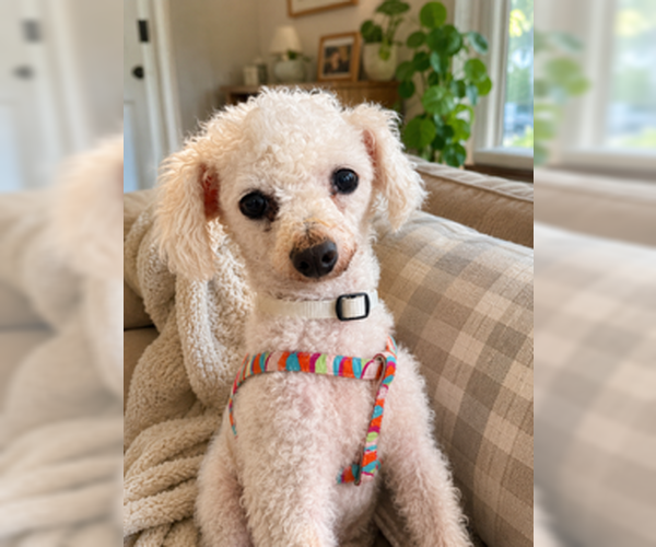 Medium Photo #5 Maltipoo (Miniature) Puppy For Sale in San Diego, CA, USA