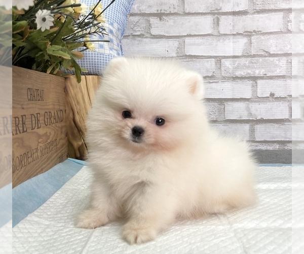 Medium Photo #7 Pomeranian Puppy For Sale in SAN FRANCISCO, CA, USA