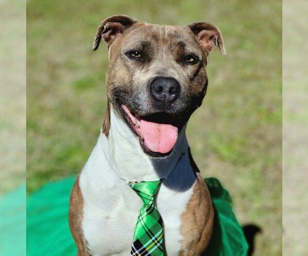 Medium Photo #4 American Pit Bull Terrier-Unknown Mix Puppy For Sale in Anniston, AL, USA