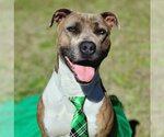 Small #3 American Pit Bull Terrier Mix