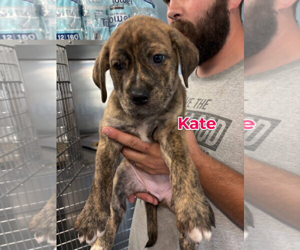 Medium Photo #1 Mutt Puppy For Sale in Jackson Township, NJ, USA