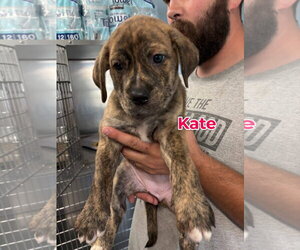 Mutt Dogs for adoption in Jackson Township, NJ, USA