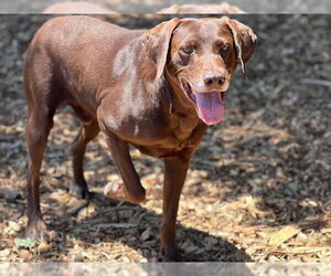 Labrador Retriever-Unknown Mix Dogs for adoption in Santa Cruz, CA, USA