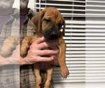 Small Photo #4 Rhodesian Ridgeback Puppy For Sale in HOLLYWOOD, SC, USA