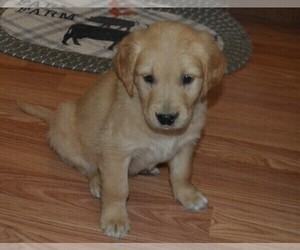 Golden Retriever Puppy for sale in HOUSTONIA, MO, USA