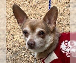 Chihuahua-Unknown Mix Dogs for adoption in Wakefield, RI, USA