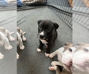 American Pit Bull Terrier Puppy for sale in SAINT LOUIS, MO, USA