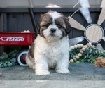 Small #2 Shih Tzu
