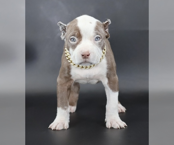 Medium Photo #1 American Bully Puppy For Sale in CHAMPAIGN, IL, USA