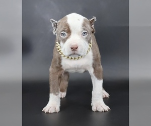 American Bully Puppy for sale in CHAMPAIGN, IL, USA