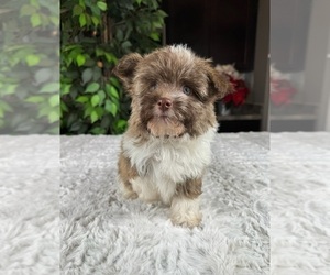 Havanese Puppy for sale in GREENWOOD, IN, USA