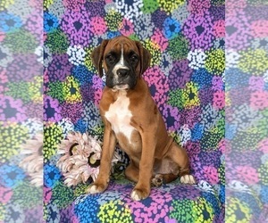 Boxer Puppy for sale in CHRISTIANA, PA, USA