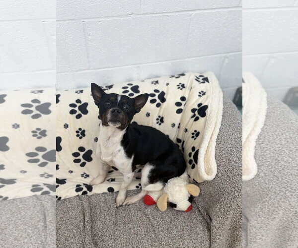 Medium Photo #3 Jack Chi Puppy For Sale in York, SC, USA