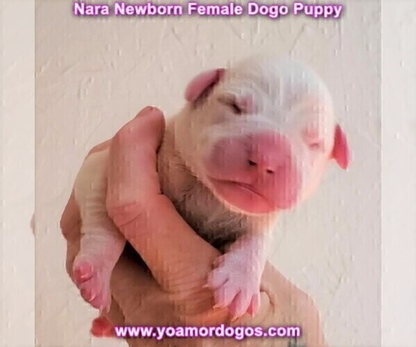 Medium Photo #2 Dogo Argentino Puppy For Sale in JANE, MO, USA
