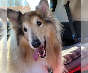 Collie Dogs for adoption in Dublin, OH, USA