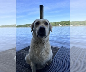 Mother of the Labrador Retriever puppies born on 01/06/2025