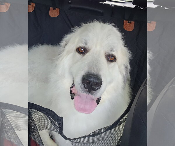 Medium Photo #1 Great Pyrenees Puppy For Sale in Montello, WI, USA