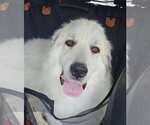 Small Great Pyrenees