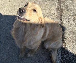 Golden Retriever Puppy for sale in COLUMBUS, IN, USA