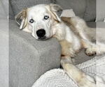Small Photo #1 Great Pyrenees-Unknown Mix Puppy For Sale in Brooklyn Center, MN, USA
