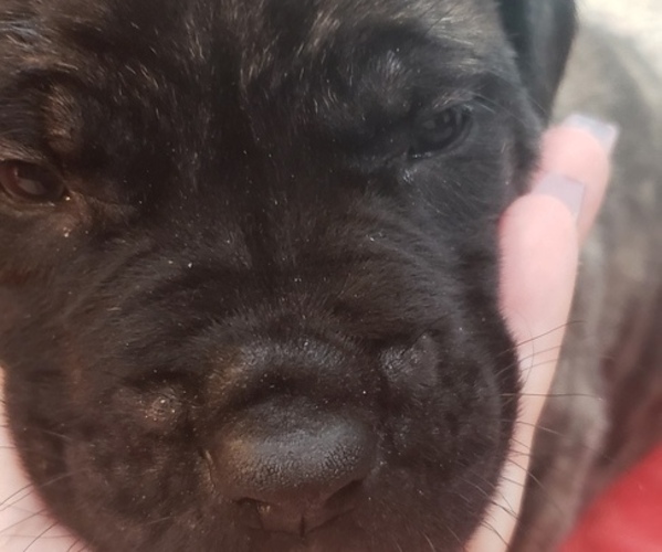 Medium Photo #5 Mastiff Puppy For Sale in TENN COLONY, TX, USA