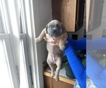 Puppy 7 American Bully-French Bulldog Mix