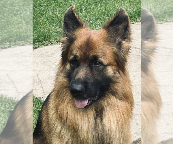 Medium Photo #53 German Shepherd Dog Puppy For Sale in LA FAYETTE, NY, USA