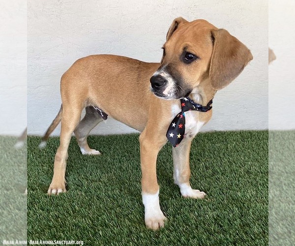 Medium Photo #2 Boxer-Plott Hound Mix Puppy For Sale in San Diego, CA, USA