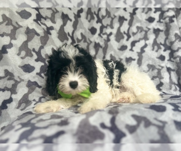 Medium Photo #2 Cavapoo Puppy For Sale in LAKELAND, FL, USA