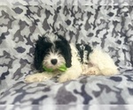 Small #1 Cavapoo