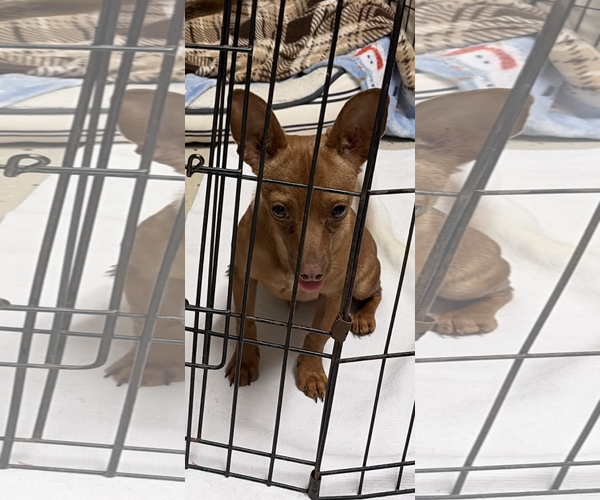 Medium Photo #1 Chiweenie Puppy For Sale in Texarkana, TX, USA