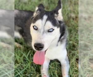 Siberian Husky Dogs for adoption in Riverside, CA, USA