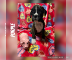 Puppy Purple Boxer