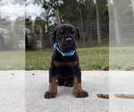 Small #3 Doberman Pinscher