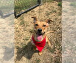 Small #1 Carolina Dog Mix