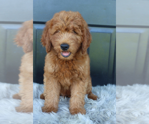 Goldendoodle (Miniature) Puppy for sale in ITASCA, TX, USA