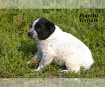 Small #3 Border-Aussie