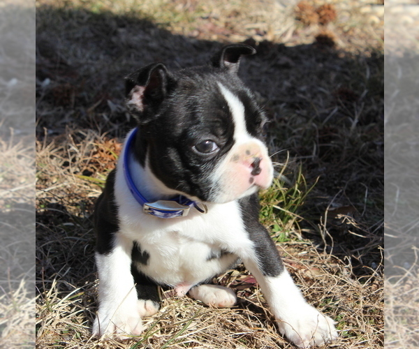 Medium Photo #6 Boston Terrier Puppy For Sale in HUGHESVILLE, MD, USA