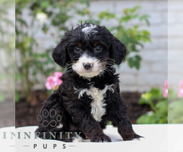 Medium Photo #4 Bernedoodle (Miniature) Puppy For Sale in LITITZ, PA, USA